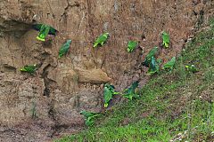 Yellow-crowned Parrot